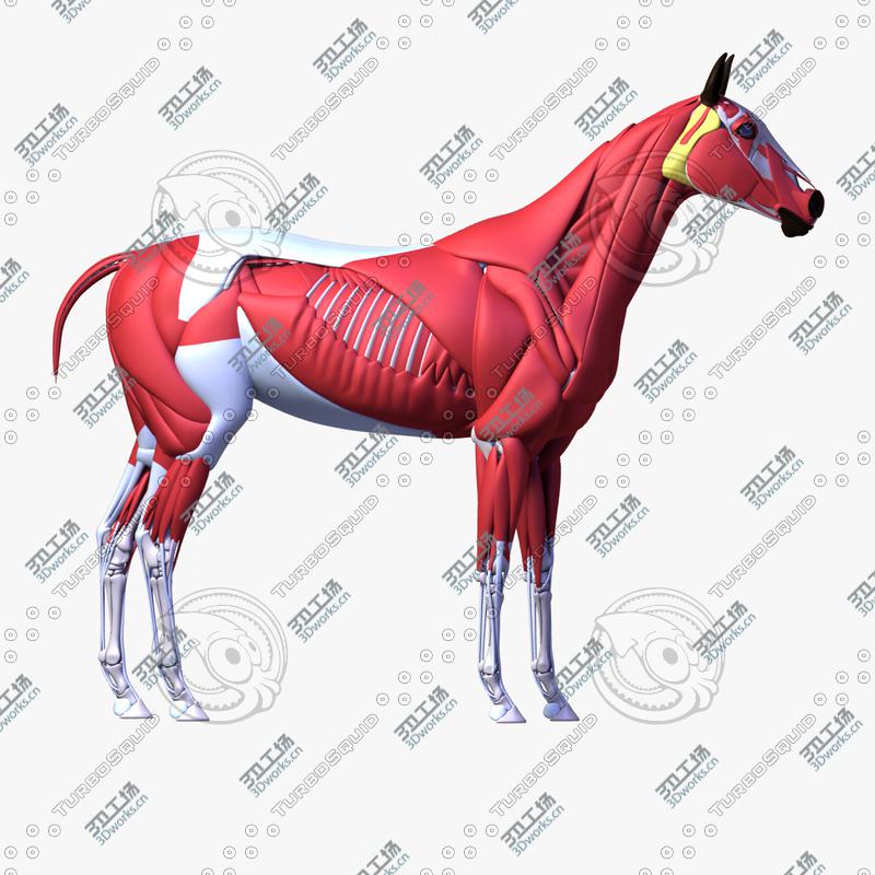 images/goods_img/202105071/Horse Anatomy v.1/3.jpg
